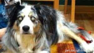 Rough Collie Overview: Traits, Care, and Ownership Guide