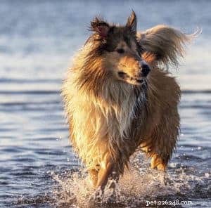 Rough Collie Overview: Traits, Care, and Ownership Guide