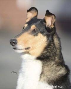 Rough Collie Overview: Traits, Care, and Ownership Guide