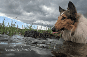 Rough Collie Overview: Traits, Care, and Ownership Guide