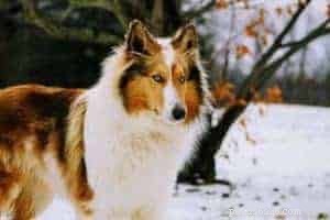 Rough Collie Overview: Traits, Care, and Ownership Guide