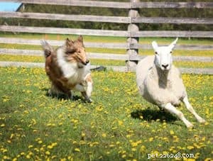 Rough Collie Overview: Traits, Care, and Ownership Guide