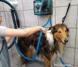 Rough Collie Overview: Traits, Care, and Ownership Guide