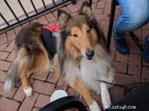 Rough Collie Overview: Traits, Care, and Ownership Guide