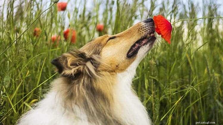 Rough Collie Overview: Traits, Care, and Ownership Guide