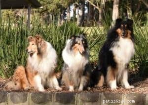 Rough Collie Overview: Traits, Care, and Ownership Guide