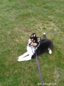 From Trauma to Triumph: Kyndyl’s Service Dog Journey