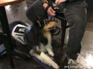 From Trauma to Triumph: Kyndyl’s Service Dog Journey