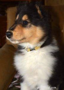 From Trauma to Triumph: Kyndyl’s Service Dog Journey