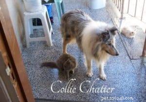 Jason: The Courageous Collie Who Saved a Life