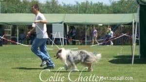 Jason: The Courageous Collie Who Saved a Life