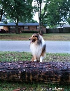 Gustav, the Rough Collie Who Draws Crowds