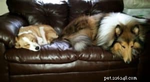 Gustav, the Rough Collie Who Draws Crowds