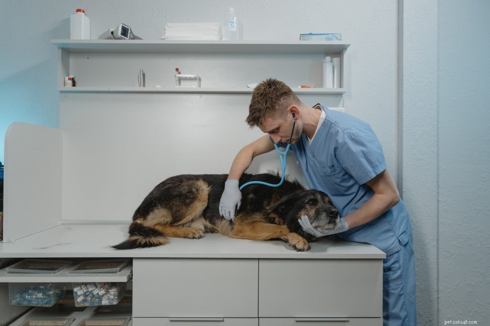 Dog Vomiting Yellow Foam: Causes, Symptoms, and How to Help