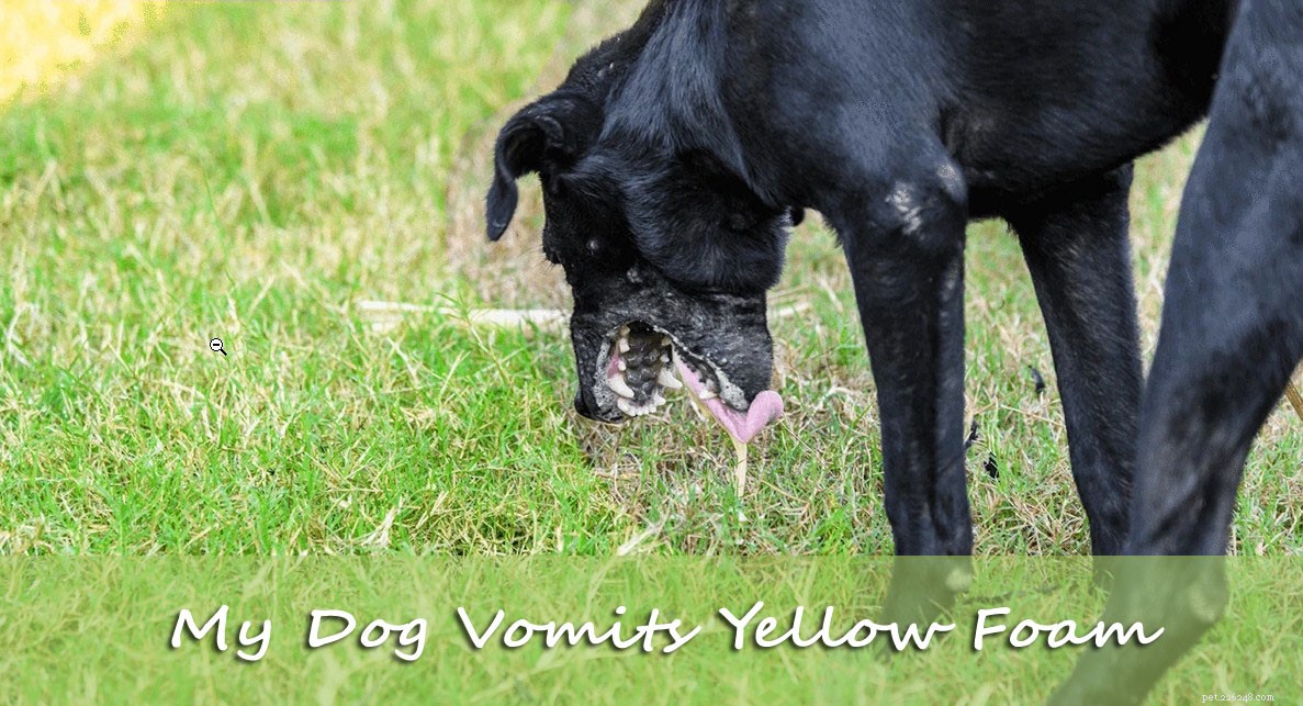 Dog Vomiting Yellow Foam: Causes, Symptoms, and How to Help