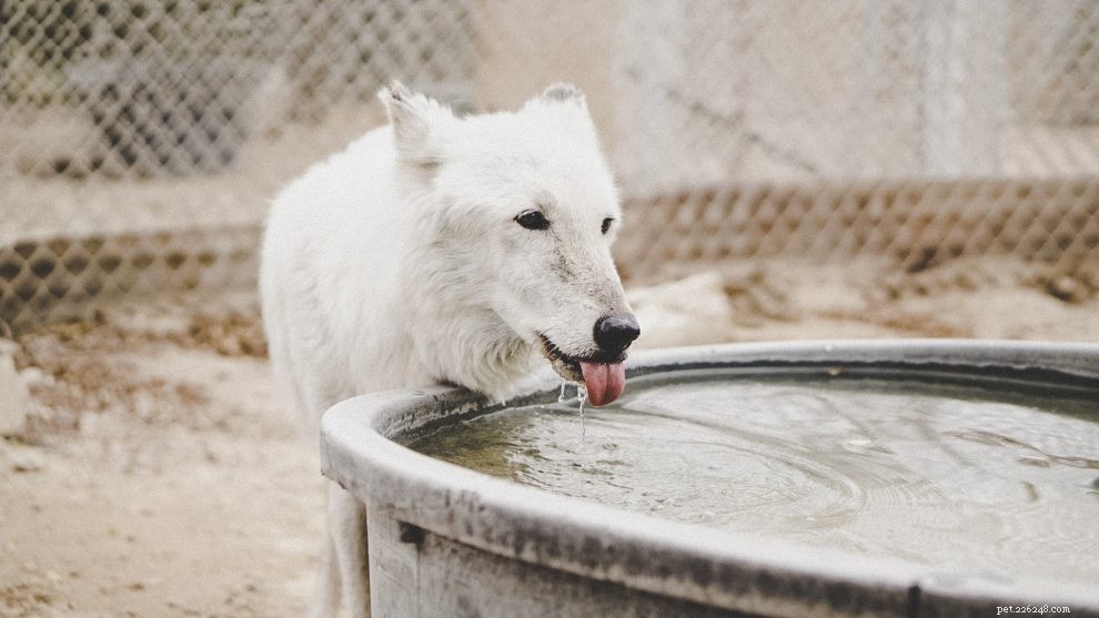 Is Your Dog Drinking Excess Water? Signs, Causes, and What to Do