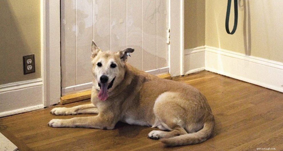 Understanding Why Your Dog Scratches at the Door: Causes & Solutions