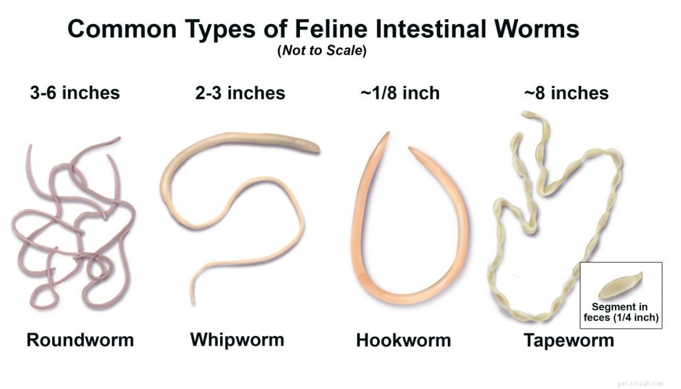 Dog Worms: Identification, Causes, and Effective Treatment for Roundworms and More
