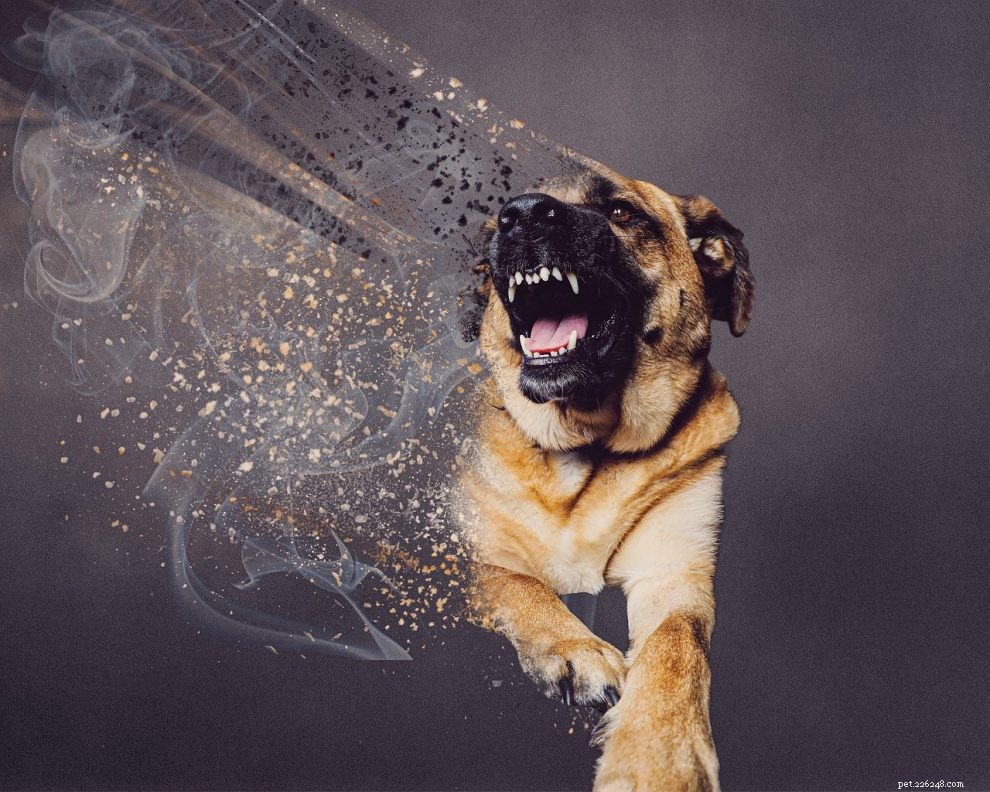 Understanding Dog Growls: What They Really Mean