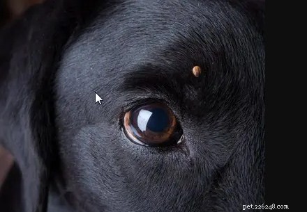 Effective Tick Removal and Prevention for Dogs: A Complete Guide