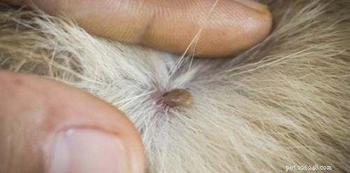 Effective Tick Removal and Prevention for Dogs: A Complete Guide