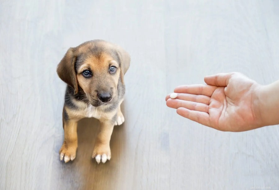 Why Giving Your Dog Paracetamol Is Dangerous – Safe Alternatives Explained