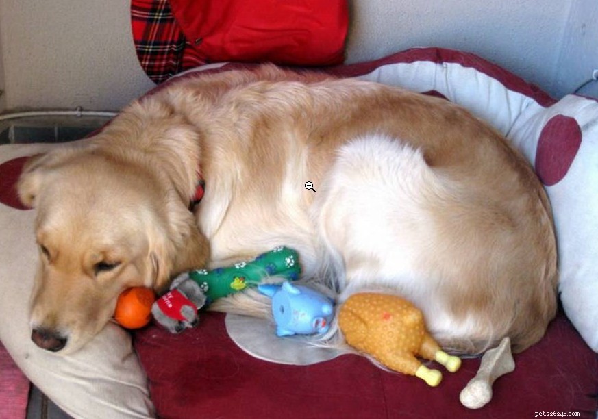 Understanding False Pregnancy in Dogs: Symptoms, Causes, and Effective Treatments