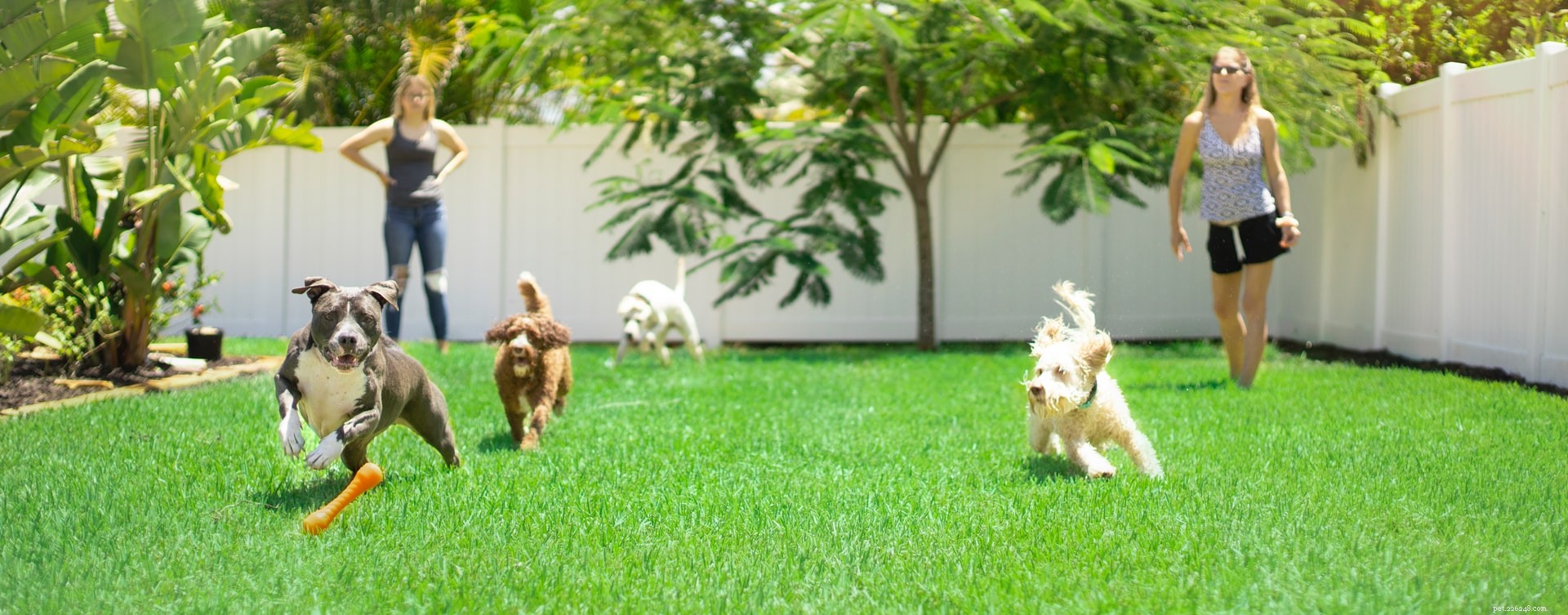 3 Engaging Indoor Games to Keep Your Dog Active & Happy