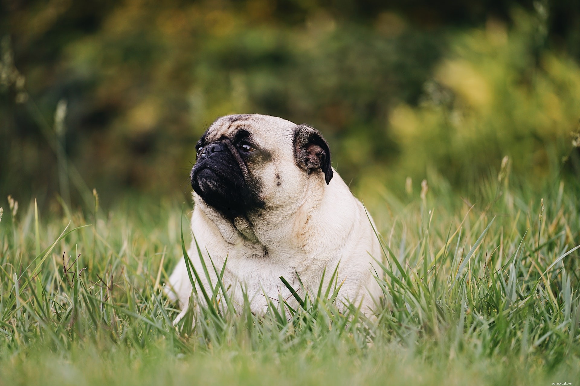 Pet Weight Management: Proven Winter Fat Reduction Strategies