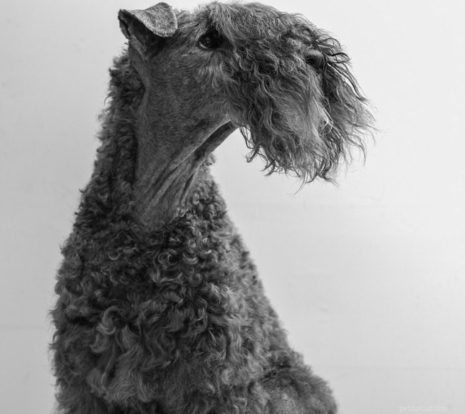 10 Hypoallergenic Dog Breeds for Allergy-Friendly Homes