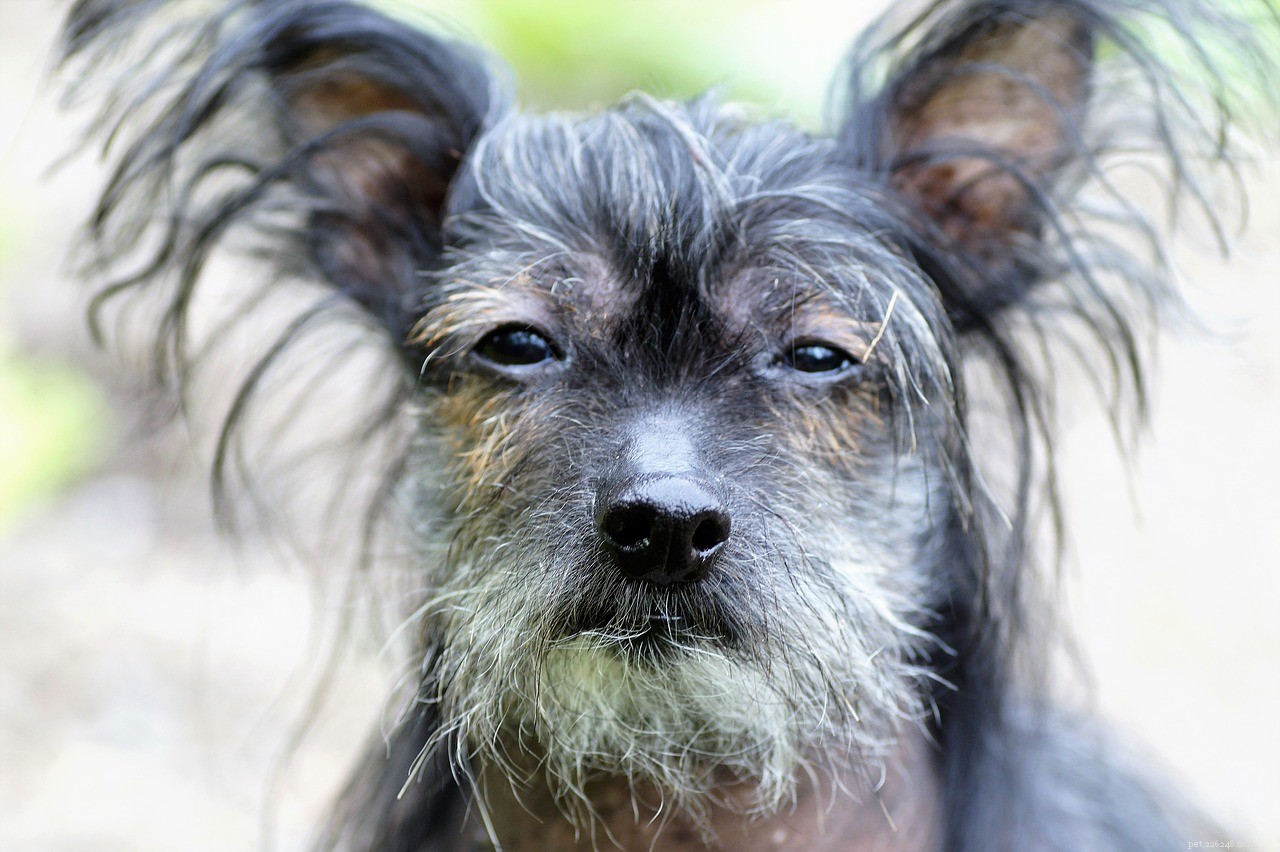 10 Hypoallergenic Dog Breeds for Allergy-Friendly Homes