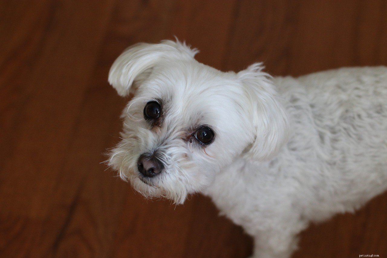 10 Hypoallergenic Dog Breeds for Allergy-Friendly Homes