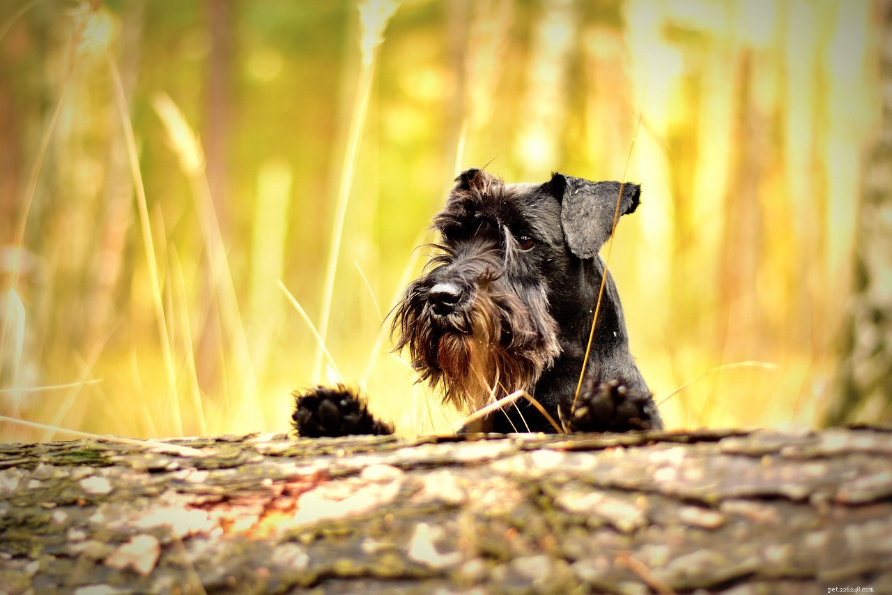 10 Hypoallergenic Dog Breeds for Allergy-Friendly Homes