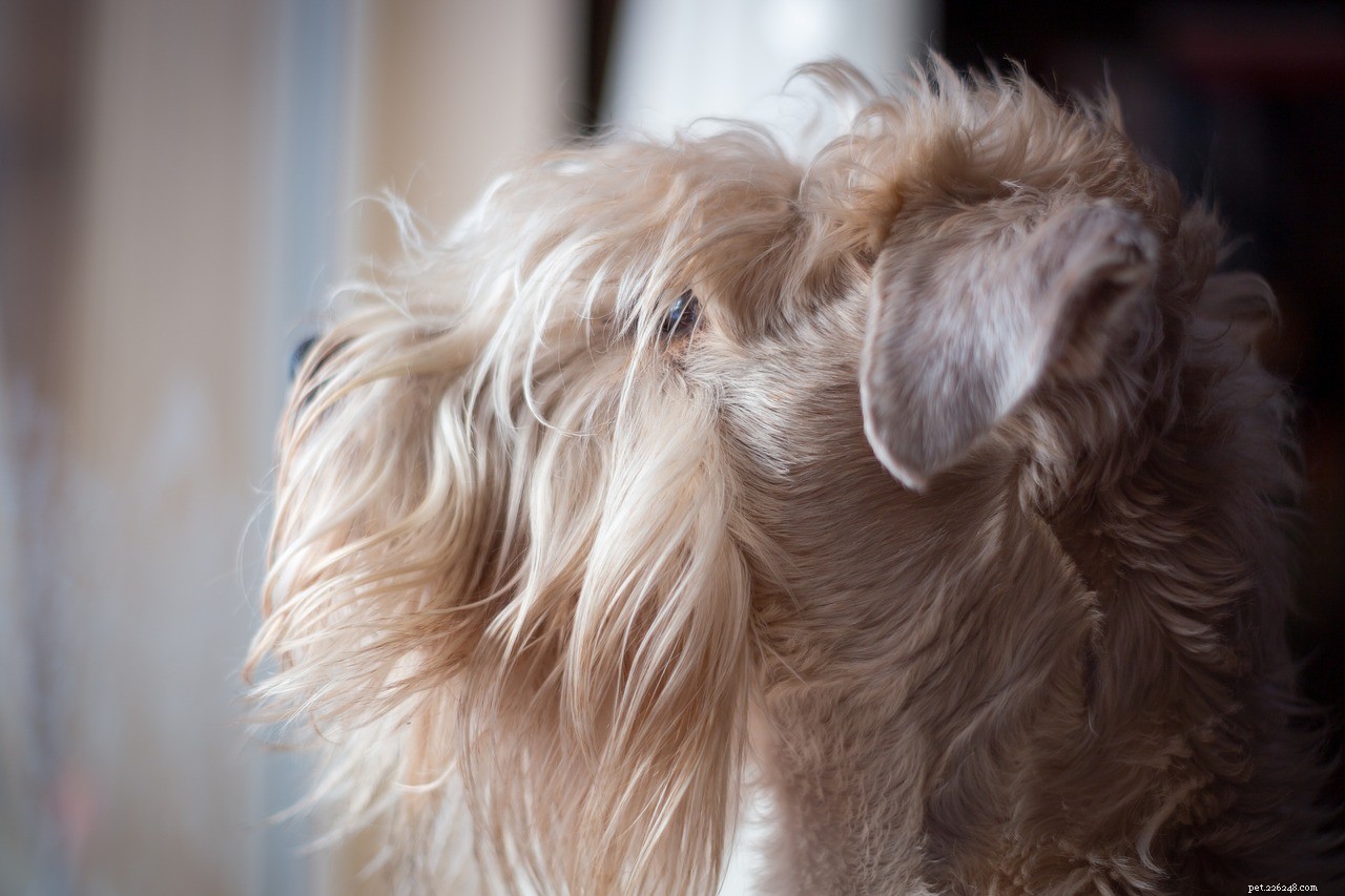10 Hypoallergenic Dog Breeds for Allergy-Friendly Homes