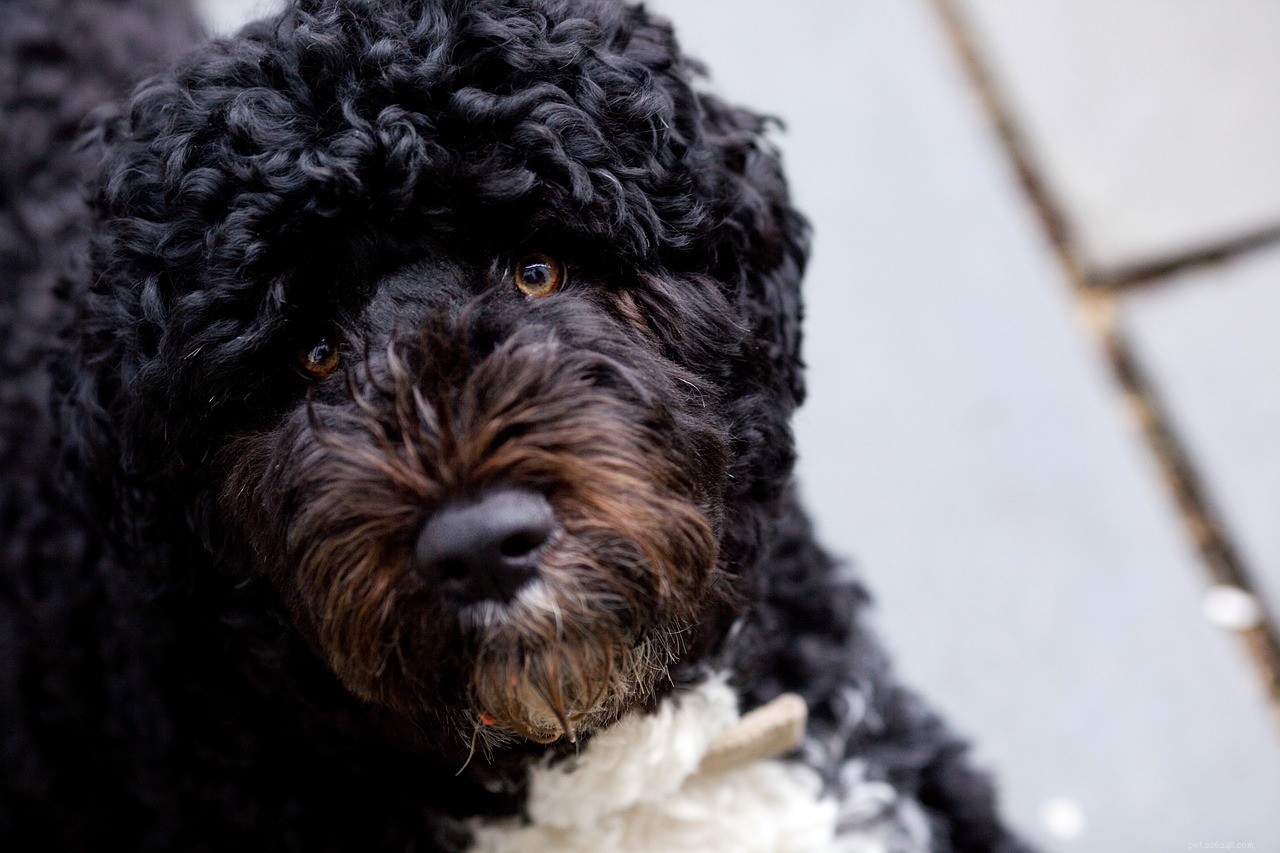 10 Hypoallergenic Dog Breeds for Allergy-Friendly Homes