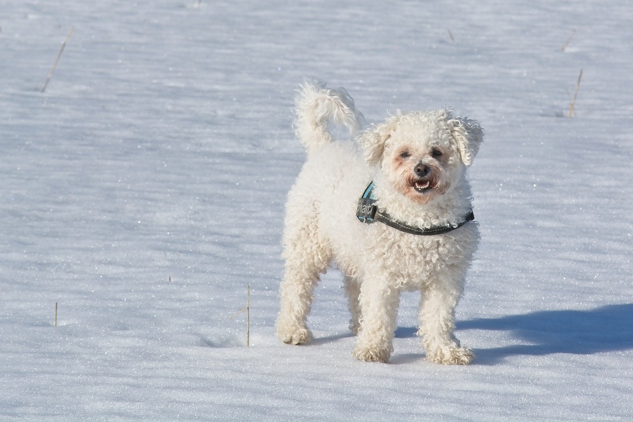 10 Hypoallergenic Dog Breeds for Allergy-Friendly Homes