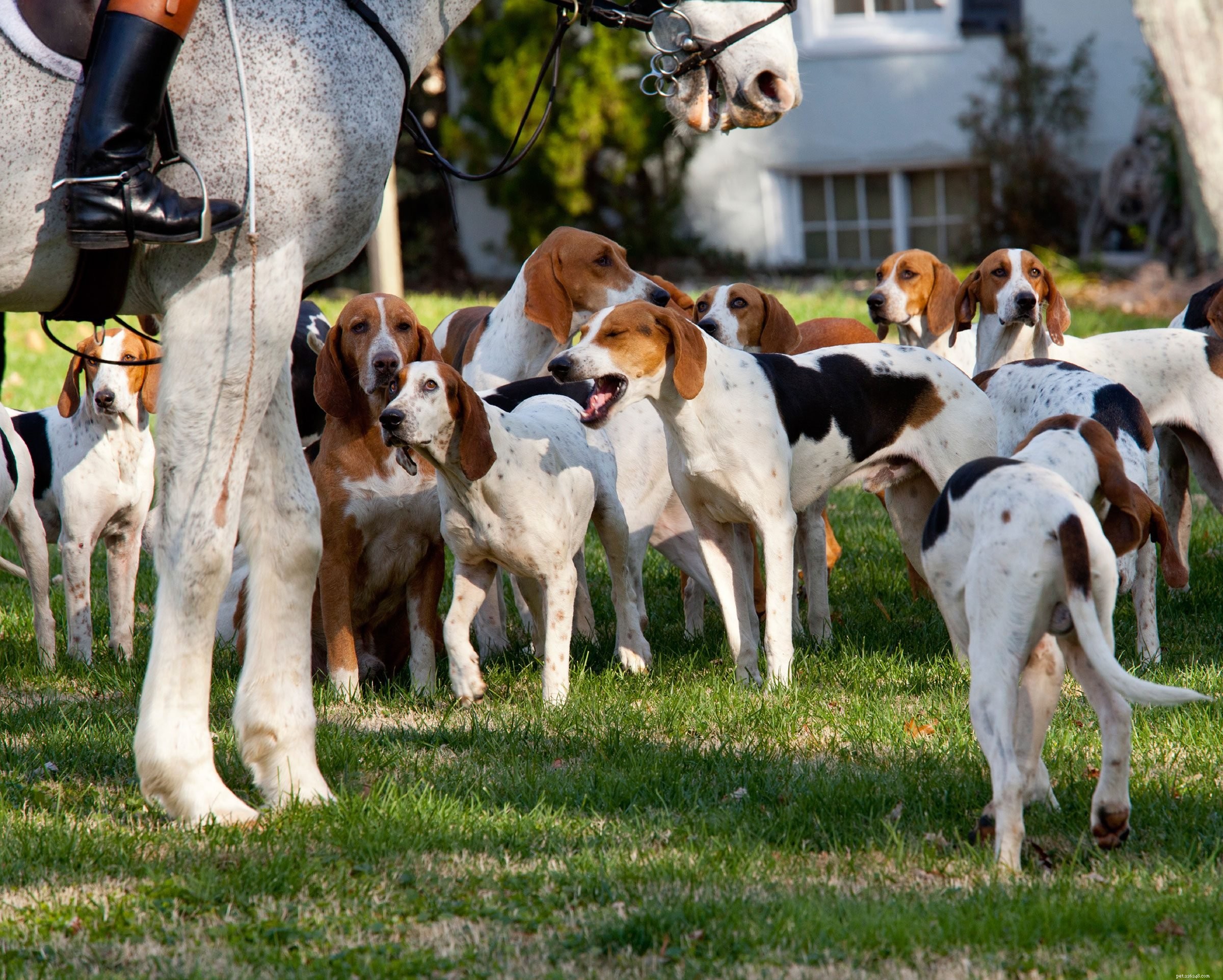 American Foxhound: Comprehensive Breed Profile