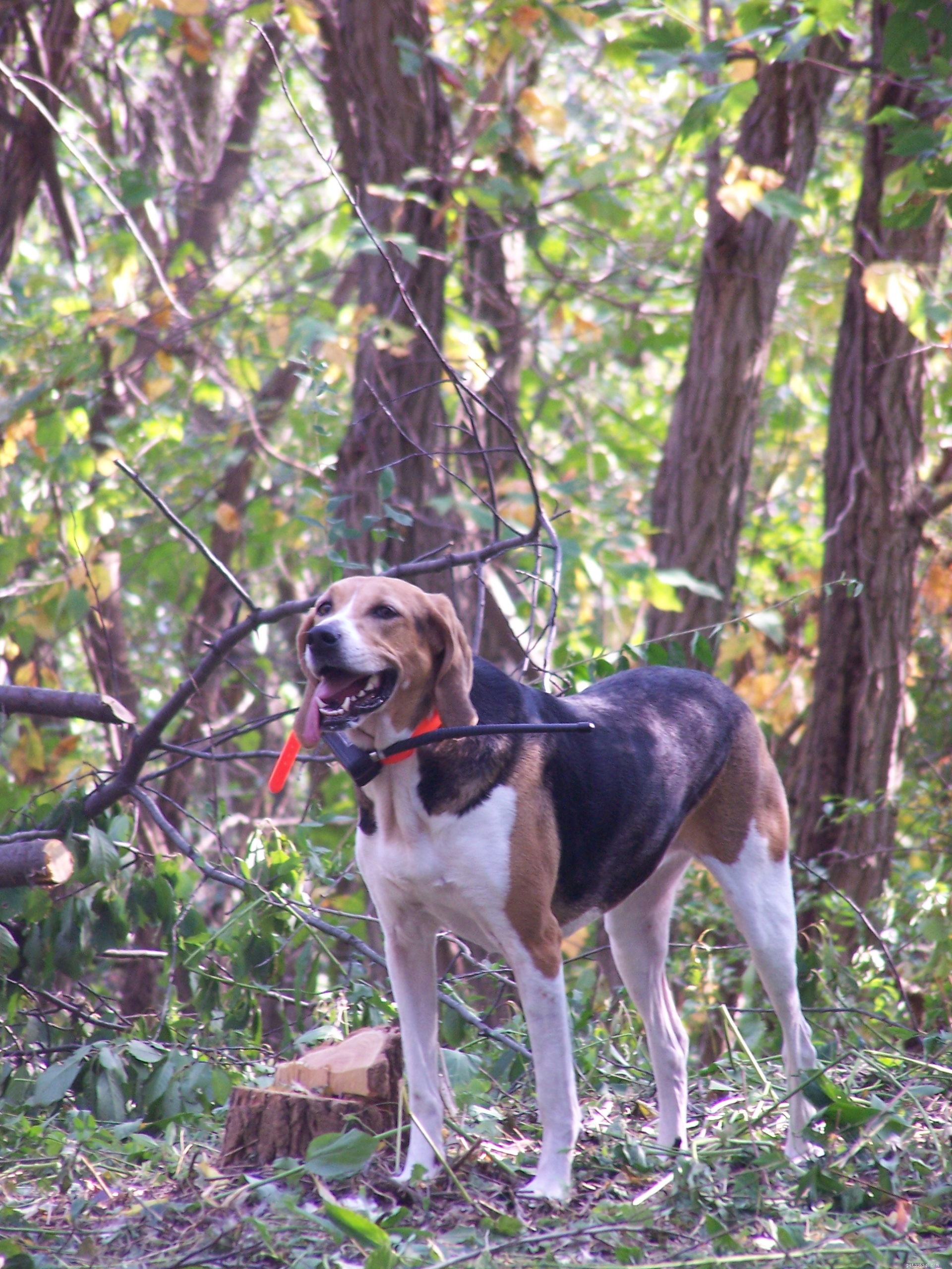 American Foxhound: Comprehensive Breed Profile