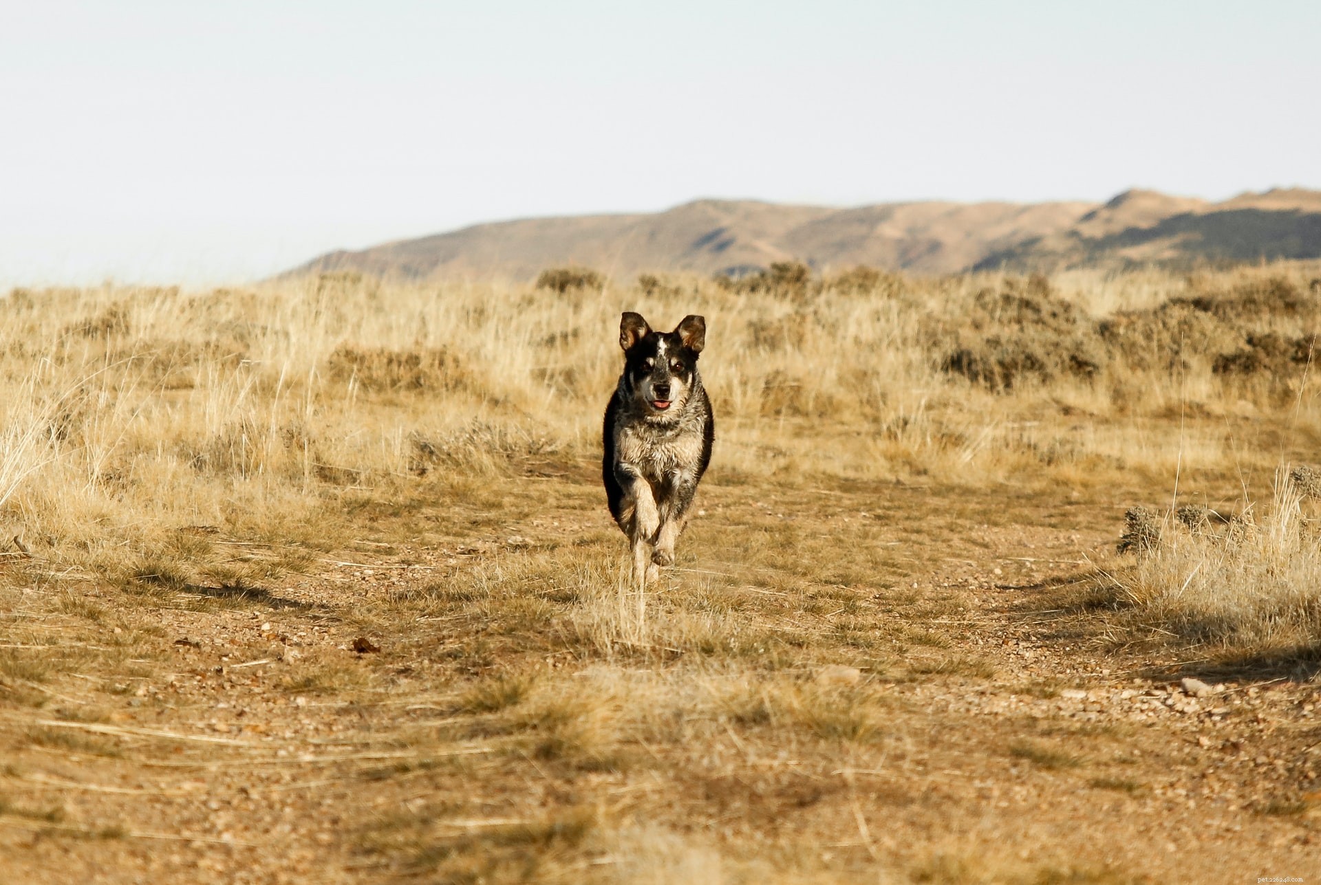 Essential Dog Health Care: Proven Strategies to Keep Your Canine Fit & Happy