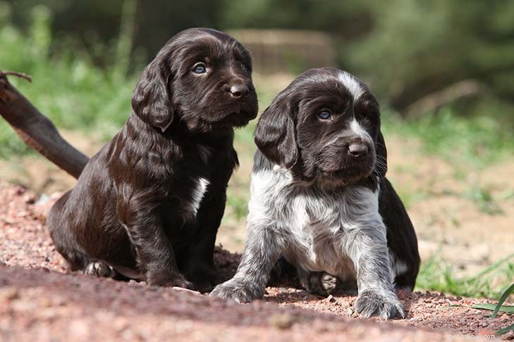 German Wachtelhund: Comprehensive Breed Profile