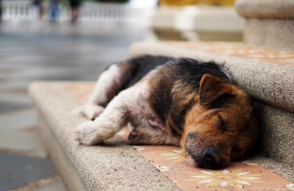 Why Is My Dog s Urine Blood‑Stained? Common Causes & When to Seek Veterinary Care