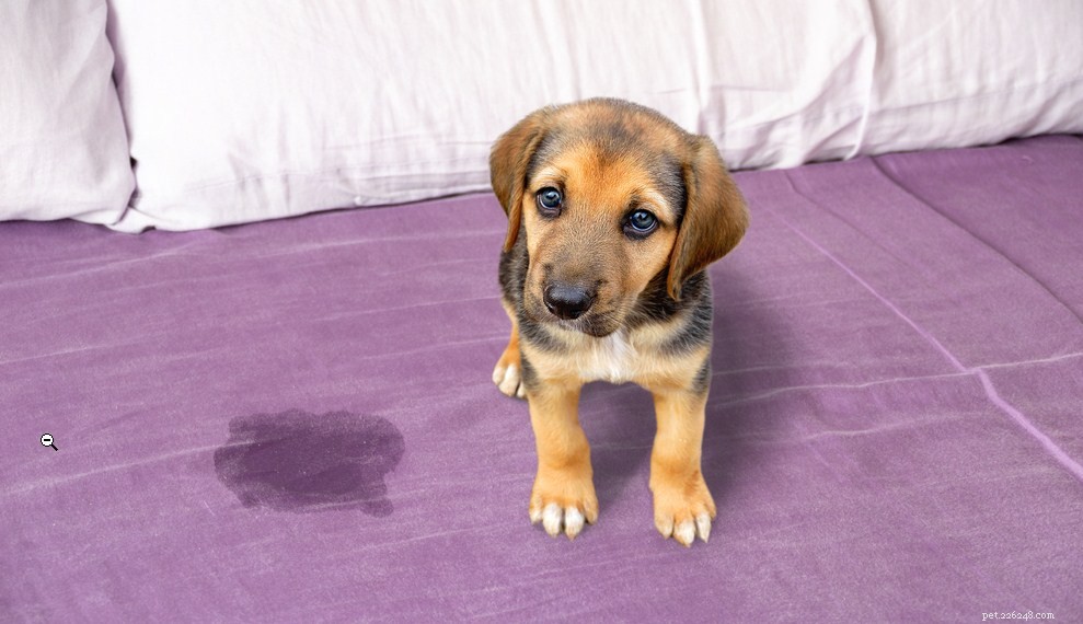 Train Your Dog to Stop Peeing Indoors: Proven Techniques for a Clean Home