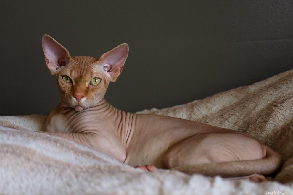How to Care for a Hairless Cat at Home: Expert Tips & Essentials