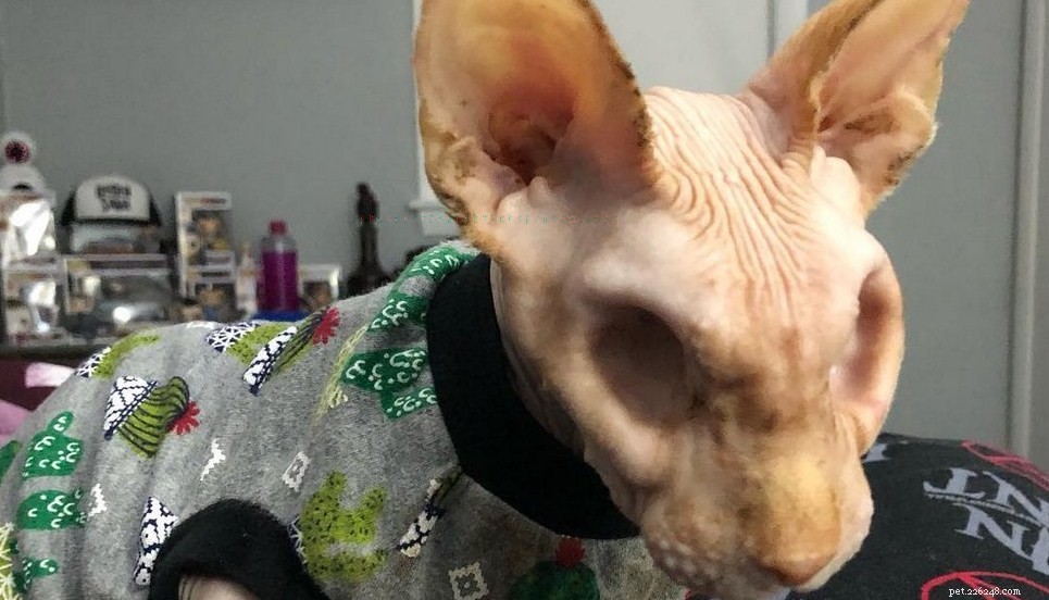 How to Care for a Hairless Cat at Home: Expert Tips & Essentials
