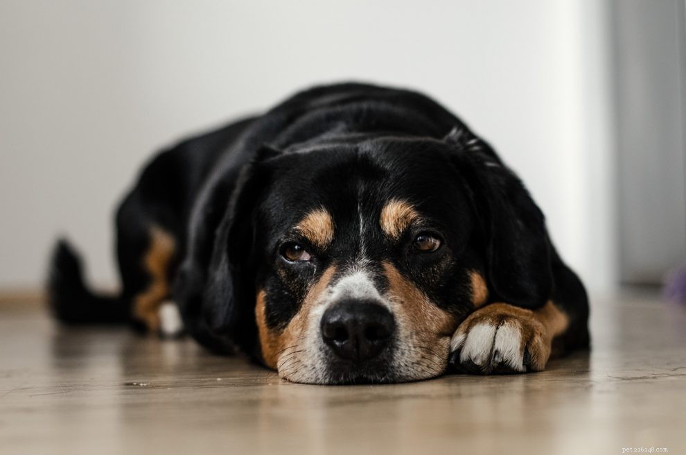 Stop Your Dog from Eating Stones: Causes, Risks & Proven Remedies