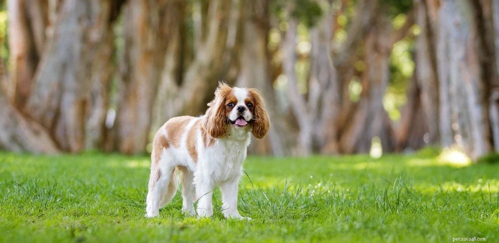Cavalier King Charles Spaniel: Personality, Care & Grooming Guide