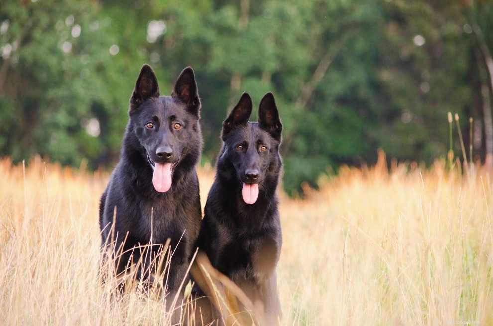 The Black German Shepherd: Germany’s Prestigious Dark‑Haired Canine