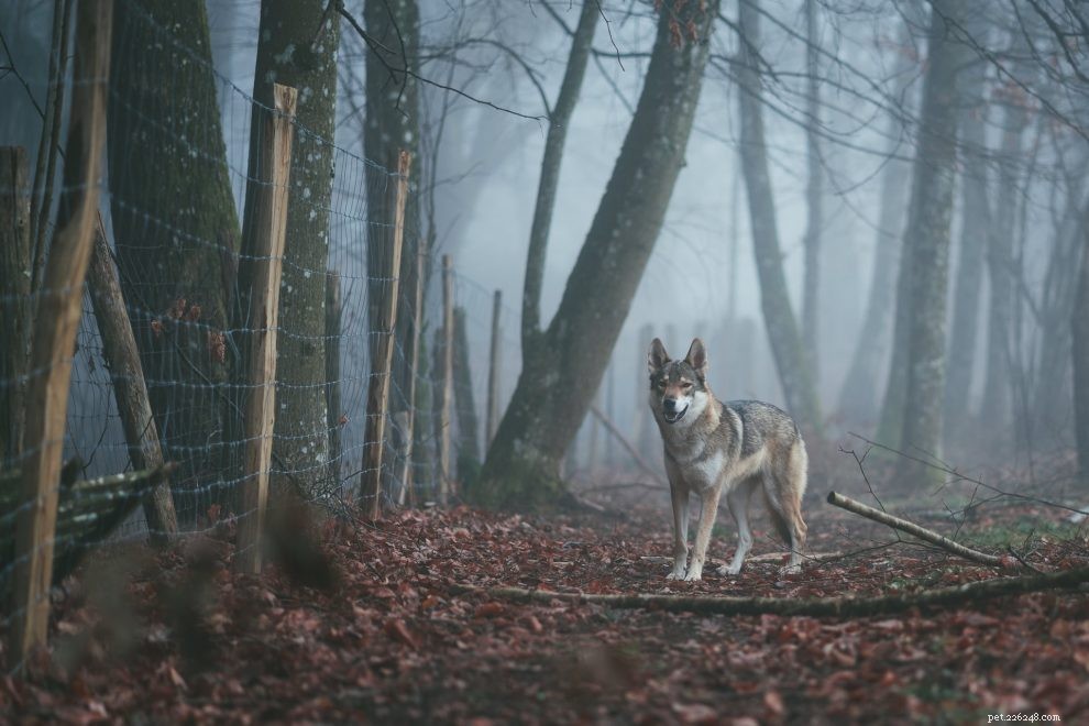 Top 6 Family Guard Dog Breeds: Loyal, Safe, and Family‑Friendly