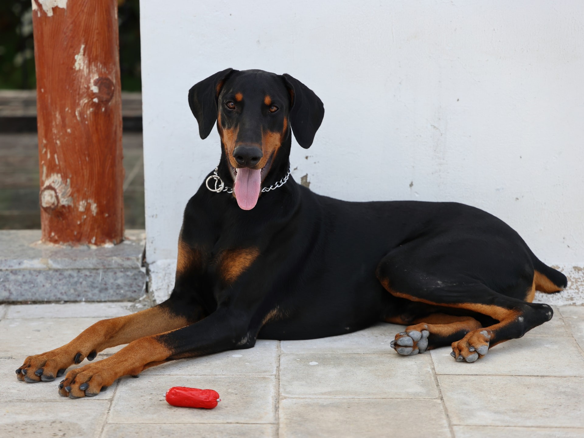 Top 6 Family Guard Dog Breeds: Loyal, Safe, and Family‑Friendly