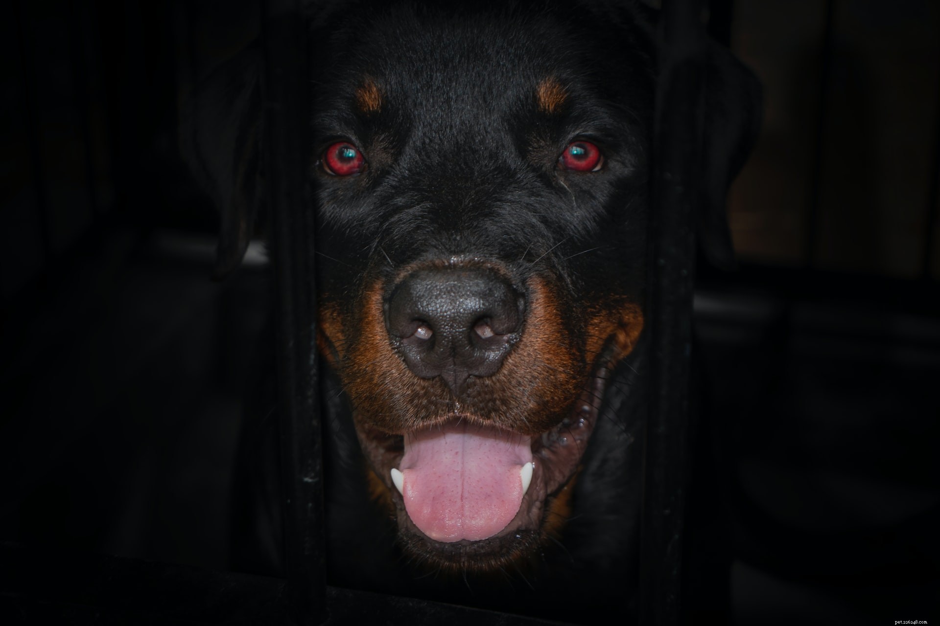 Top 6 Family Guard Dog Breeds: Loyal, Safe, and Family‑Friendly